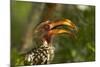 Southern Yellow-billed Hornbill, Kruger National Park, South Africa-David Wall-Mounted Photographic Print