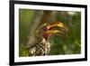 Southern Yellow-billed Hornbill, Kruger National Park, South Africa-David Wall-Framed Photographic Print