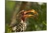 Southern Yellow-billed Hornbill, Kruger National Park, South Africa-David Wall-Mounted Photographic Print