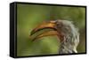 Southern Yellow-billed Hornbill, Kruger National Park, South Africa-David Wall-Framed Stretched Canvas
