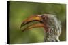 Southern Yellow-billed Hornbill, Kruger National Park, South Africa-David Wall-Stretched Canvas