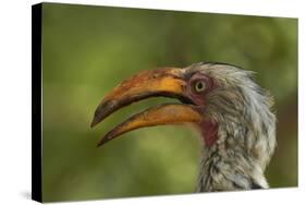 Southern Yellow-billed Hornbill, Kruger National Park, South Africa-David Wall-Stretched Canvas