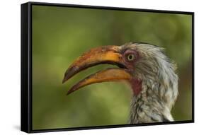 Southern Yellow-billed Hornbill, Kruger National Park, South Africa-David Wall-Framed Stretched Canvas