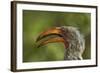 Southern Yellow-billed Hornbill, Kruger National Park, South Africa-David Wall-Framed Photographic Print