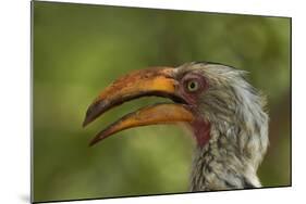 Southern Yellow-billed Hornbill, Kruger National Park, South Africa-David Wall-Mounted Photographic Print