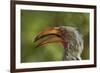 Southern Yellow-billed Hornbill, Kruger National Park, South Africa-David Wall-Framed Photographic Print