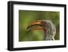 Southern Yellow-billed Hornbill, Kruger National Park, South Africa-David Wall-Framed Photographic Print