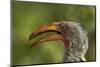 Southern Yellow-billed Hornbill, Kruger National Park, South Africa-David Wall-Mounted Photographic Print