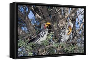 Southern Yellow-Billed Hornbill Pair in Camelthorn-Alan J. S. Weaving-Framed Stretched Canvas