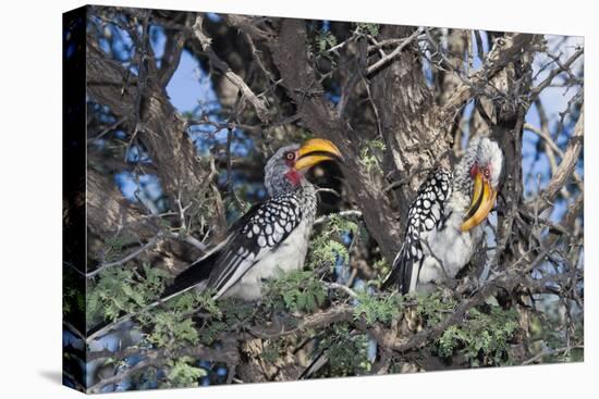 Southern Yellow-Billed Hornbill Pair in Camelthorn-Alan J. S. Weaving-Stretched Canvas