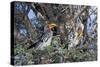 Southern Yellow-Billed Hornbill Pair in Camelthorn-Alan J. S. Weaving-Stretched Canvas