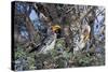 Southern Yellow-Billed Hornbill Pair in Camelthorn-Alan J. S. Weaving-Stretched Canvas