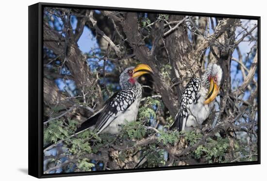 Southern Yellow-Billed Hornbill Pair in Camelthorn-Alan J. S. Weaving-Framed Stretched Canvas