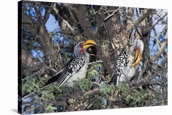 Southern Yellow-Billed Hornbill Pair in Camelthorn-Alan J. S. Weaving-Stretched Canvas