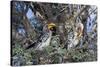 Southern Yellow-Billed Hornbill Pair in Camelthorn-Alan J. S. Weaving-Stretched Canvas