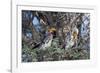 Southern Yellow-Billed Hornbill Pair in Camelthorn-Alan J. S. Weaving-Framed Photographic Print