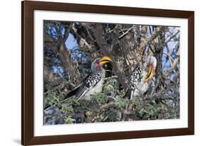 Southern Yellow-Billed Hornbill Pair in Camelthorn-Alan J. S. Weaving-Framed Photographic Print