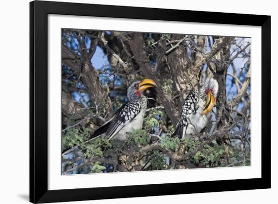 Southern Yellow-Billed Hornbill Pair in Camelthorn-Alan J. S. Weaving-Framed Photographic Print