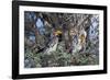 Southern Yellow-Billed Hornbill Pair in Camelthorn-Alan J. S. Weaving-Framed Photographic Print
