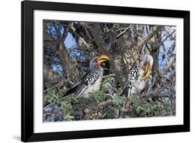 Southern Yellow-Billed Hornbill Pair in Camelthorn-Alan J. S. Weaving-Framed Photographic Print