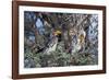 Southern Yellow-Billed Hornbill Pair in Camelthorn-Alan J. S. Weaving-Framed Photographic Print