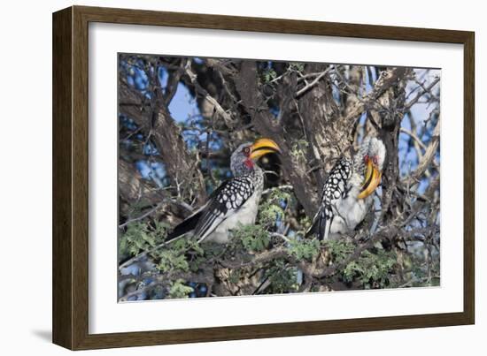 Southern Yellow-Billed Hornbill Pair in Camelthorn-Alan J. S. Weaving-Framed Photographic Print