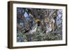 Southern Yellow-Billed Hornbill Pair in Camelthorn-Alan J. S. Weaving-Framed Photographic Print