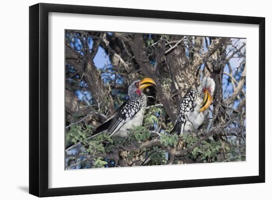 Southern Yellow-Billed Hornbill Pair in Camelthorn-Alan J. S. Weaving-Framed Photographic Print