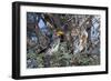 Southern Yellow-Billed Hornbill Pair in Camelthorn-Alan J. S. Weaving-Framed Photographic Print