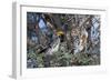 Southern Yellow-Billed Hornbill Pair in Camelthorn-Alan J. S. Weaving-Framed Photographic Print