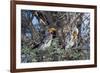 Southern Yellow-Billed Hornbill Pair in Camelthorn-Alan J. S. Weaving-Framed Photographic Print