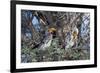 Southern Yellow-Billed Hornbill Pair in Camelthorn-Alan J. S. Weaving-Framed Photographic Print