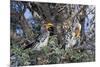 Southern Yellow-Billed Hornbill Pair in Camelthorn-Alan J. S. Weaving-Mounted Photographic Print