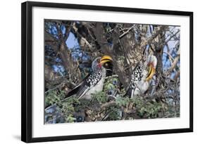 Southern Yellow-Billed Hornbill Pair in Camelthorn-Alan J. S. Weaving-Framed Photographic Print