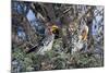 Southern Yellow-Billed Hornbill Pair in Camelthorn-Alan J. S. Weaving-Mounted Photographic Print