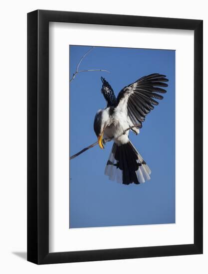 Southern Yellow-Billed Hornbill (Tockus Leucomelas) Displays While Calling in Winter-Neil Aldridge-Framed Photographic Print