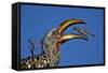 Southern Yellow-Billed Hornbill (Tockus Leucomelas) Flipping a Grasshopper-James Hager-Framed Stretched Canvas