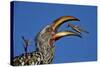 Southern Yellow-Billed Hornbill (Tockus Leucomelas) Flipping a Grasshopper-James Hager-Stretched Canvas