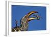 Southern Yellow-Billed Hornbill (Tockus Leucomelas) Flipping a Grasshopper-James Hager-Framed Photographic Print