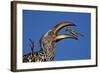 Southern Yellow-Billed Hornbill (Tockus Leucomelas) Flipping a Grasshopper-James Hager-Framed Photographic Print