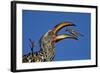 Southern Yellow-Billed Hornbill (Tockus Leucomelas) Flipping a Grasshopper-James Hager-Framed Photographic Print