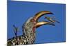 Southern Yellow-Billed Hornbill (Tockus Leucomelas) Flipping a Grasshopper-James Hager-Mounted Photographic Print