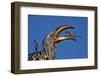 Southern Yellow-Billed Hornbill (Tockus Leucomelas) Flipping a Grasshopper-James Hager-Framed Photographic Print