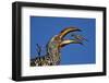 Southern Yellow-Billed Hornbill (Tockus Leucomelas) Flipping a Grasshopper-James Hager-Framed Photographic Print