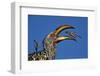 Southern Yellow-Billed Hornbill (Tockus Leucomelas) Flipping a Grasshopper-James Hager-Framed Photographic Print