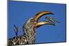 Southern Yellow-Billed Hornbill (Tockus Leucomelas) Flipping a Grasshopper-James Hager-Mounted Photographic Print