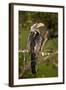 Southern Yellow-Billed Hornbill (Tockus Leucomelas), Kruger National Park, South Africa, Africa-James Hager-Framed Photographic Print