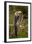 Southern Yellow-Billed Hornbill (Tockus Leucomelas), Kruger National Park, South Africa, Africa-James Hager-Framed Photographic Print