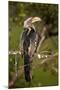 Southern Yellow-Billed Hornbill (Tockus Leucomelas), Kruger National Park, South Africa, Africa-James Hager-Mounted Photographic Print