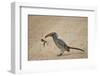 Southern Yellow-Billed Hornbill (Tockus Leucomelas)-James Hager-Framed Photographic Print